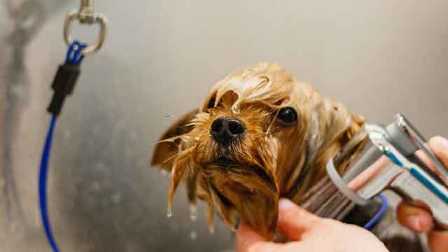 Dog Grooming Setups