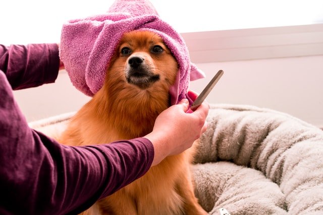 14 Dog Grooming Career Pros and Cons