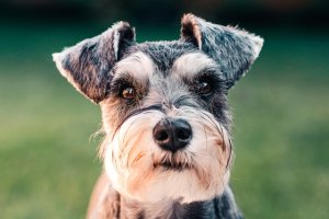 Miniature Schnauzer Haircuts