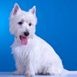 Learn how to groom a Westie face at home