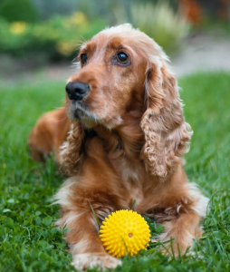 How to Groom a Cocker Spaniel