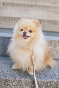 Pomeranian Haircut Styles