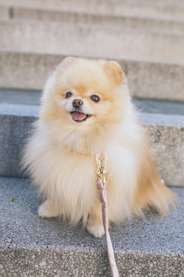 Pomeranian Haircut Styles