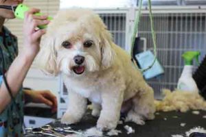 DIY Dog Grooming
