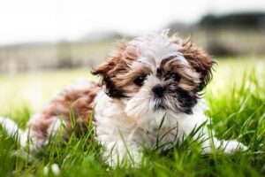 Cute Shih Tzu