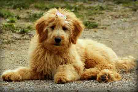 Groom a Goldendoodle Image by Madison from Pixabay