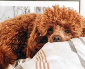 How to Groom a Poodle