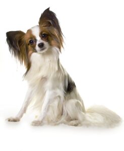 Papillon Grooming