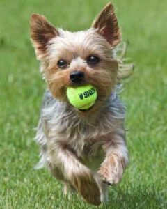 Yorkie Breed