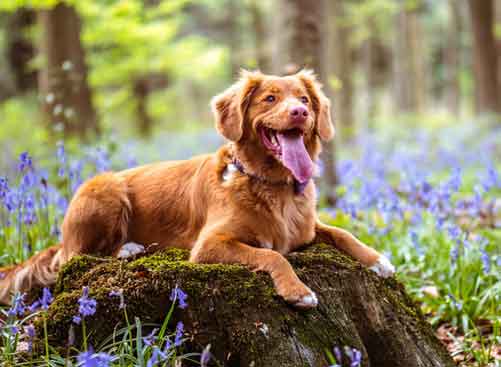 Cooling Panting Dogs