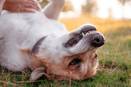 Lucian-Dachman on Unsplash Massage a Dog
