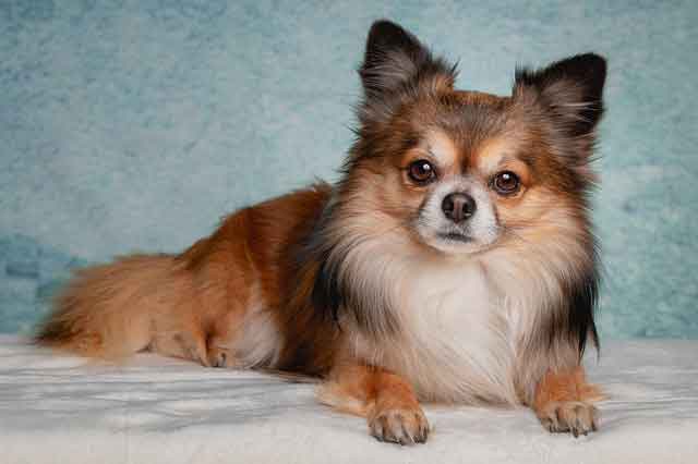 long haired Chihuahua