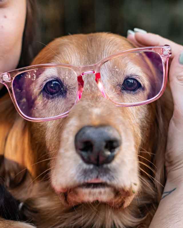 Is My Dog As Old As Me Convert Dog Years To Human Age Years Is My Dog As Old As Me Convert Dog Years To Human Age Years