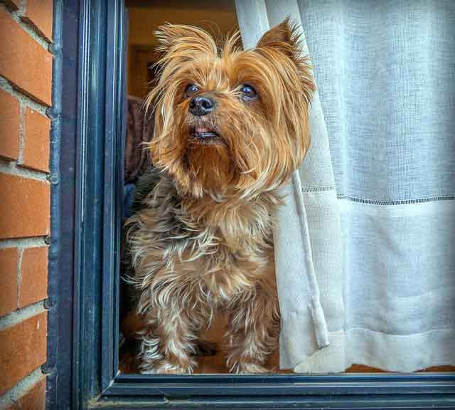 Facts about Yorkshire Terriers