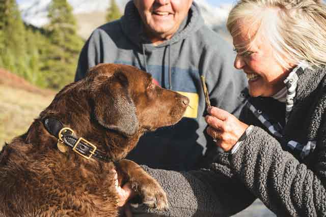 Dog Breeds for Seniors