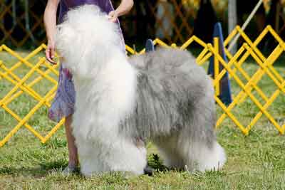 Old English Sheepdog Image by LRuss from Pixabay