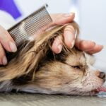 Matted hair - Become a dog groomer.