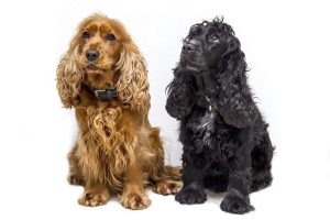 Cocker Spaniels Image by Ilona Krijgsman from Pixabay Cocker Spaniel Haircut Styles
