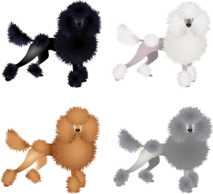 Poodles Image by Agata from Pixabay Gifts for Poodle Lovers