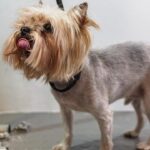 Grooming a Dog with Sensitive Skin