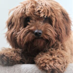 Clippers for Thick Coats