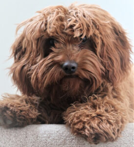 Clippers for Thick Coats