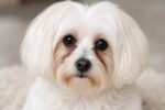 Dog Tear Stain Remedies